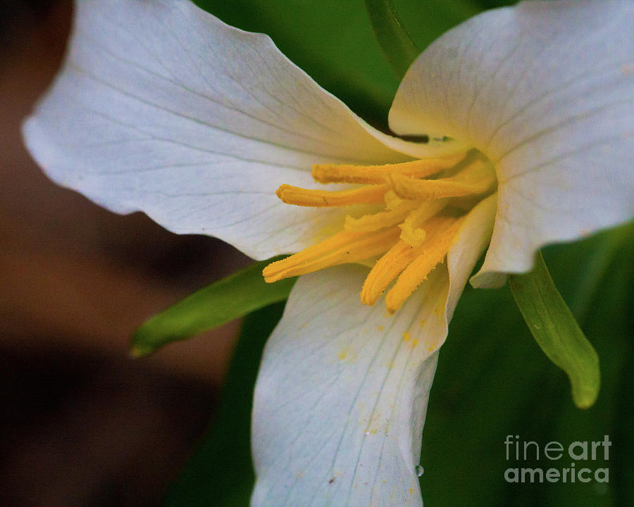 Trillium Photograph by Katie LaSalle-Lowery