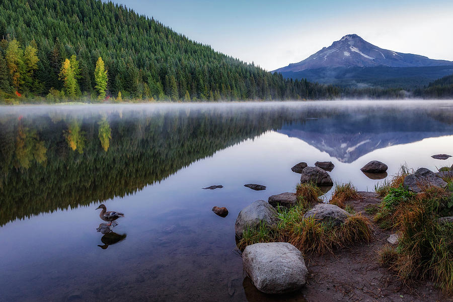Tree Photograph - Trillium Lake Duck by Cat Connor