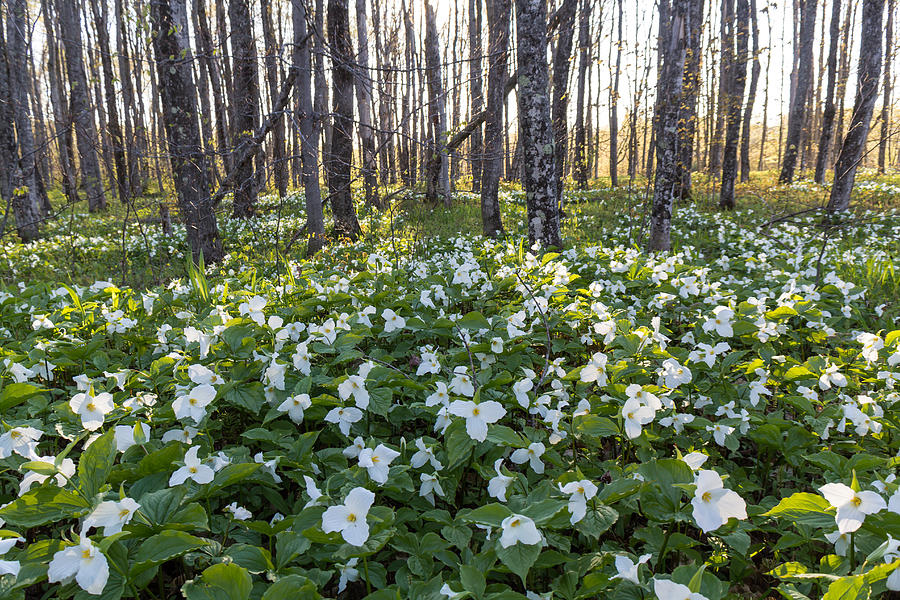 Trillium of Plenty Photograph by Lee and Michael Beek