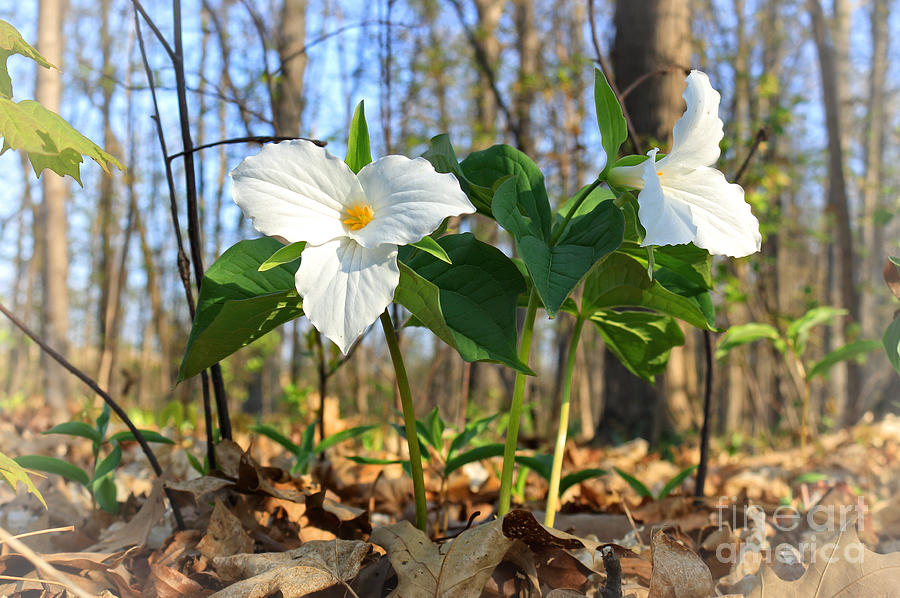 Trillium Ontario Provincial Flower Photograph by Charline Xia