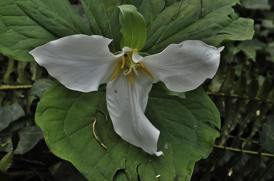 Trillium Open to Glory Photograph by Charles Lucas