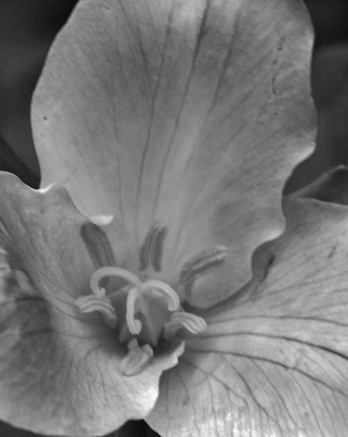 Trilliums Voice BW Photograph by Charles Lucas