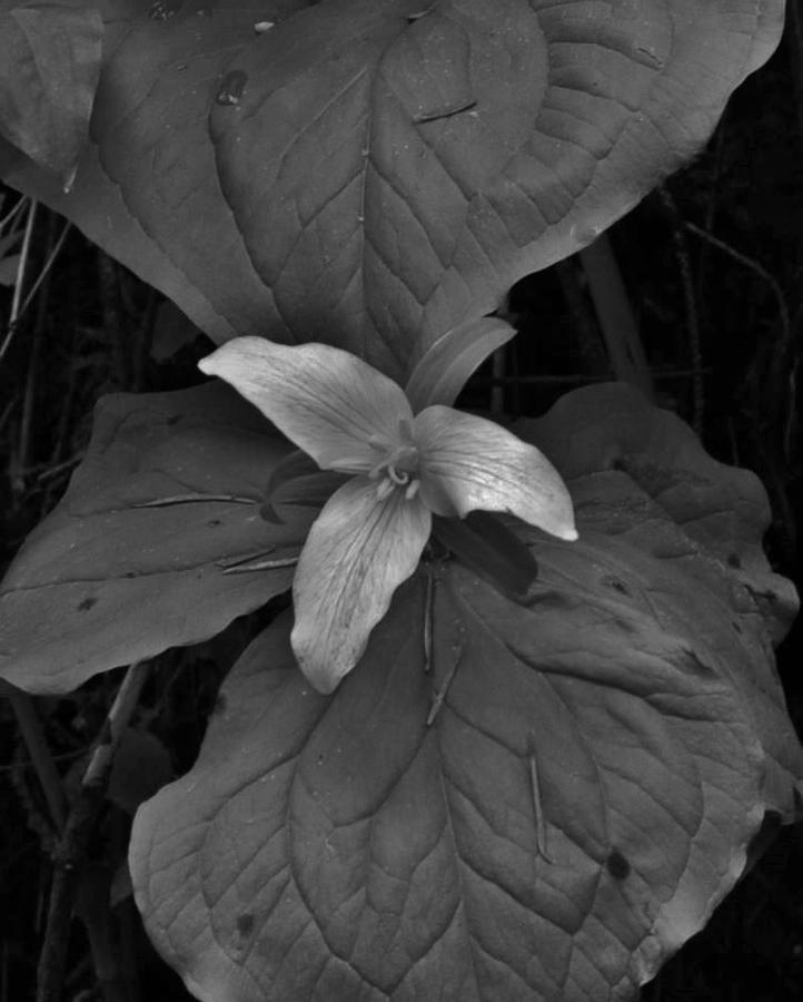 Trillium Posing  Photograph by Charles Lucas