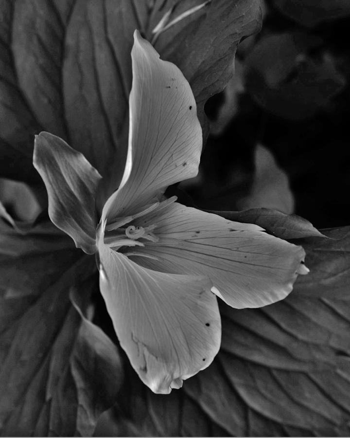 Trillium Profile BW Photograph by Charles Lucas