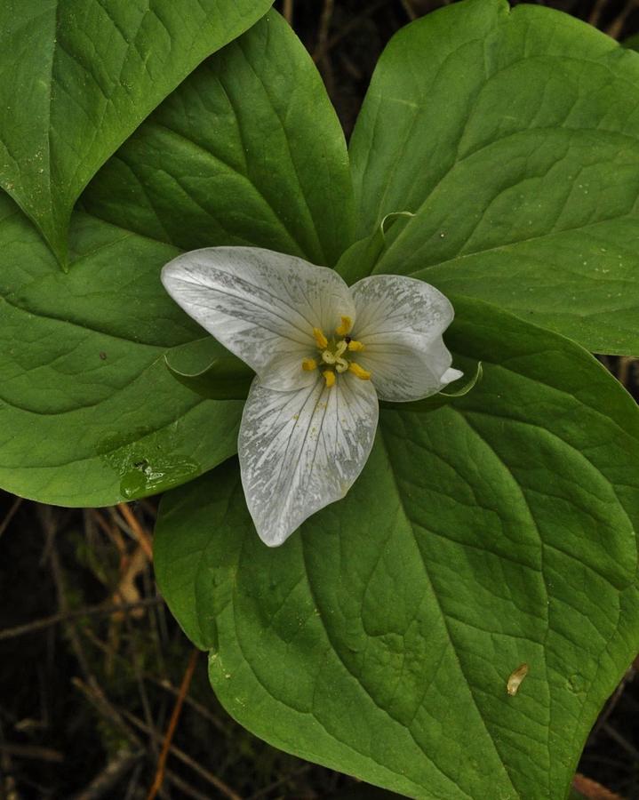 Trillium After the Rain Photograph by Charles Lucas