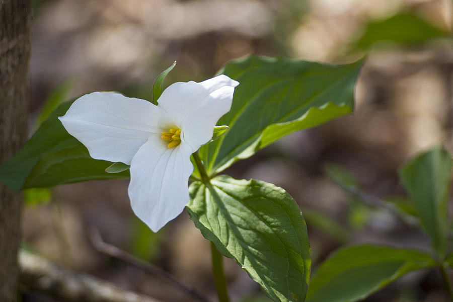 Trillium Triangle Photograph by Spencer Bush - Fine Art America