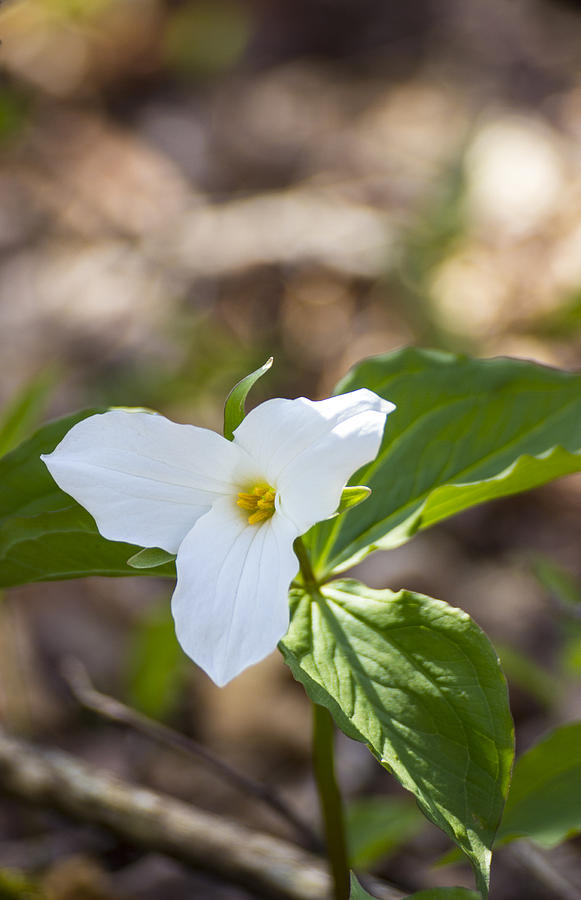 Trillium Tribute Photograph By Spencer Bush - Fine Art America