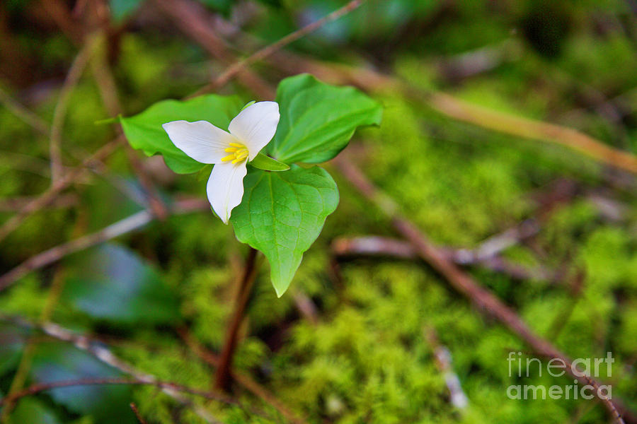 Trillium -Trillium ovatum- in the forest Photograph by Bruce Block