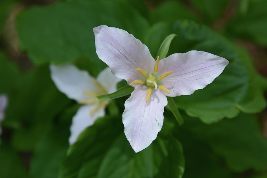 Trillium Twins Photograph by Whispering Peaks Photography