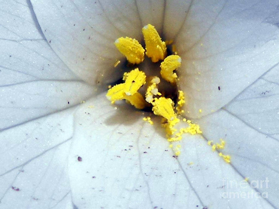 Trillium unpollinated Photograph by Jennifer Pevos - Fine Art America