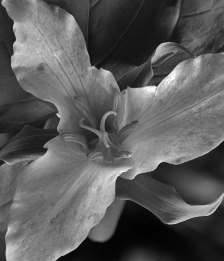 Trillium Up Close BW Photograph by Charles Lucas