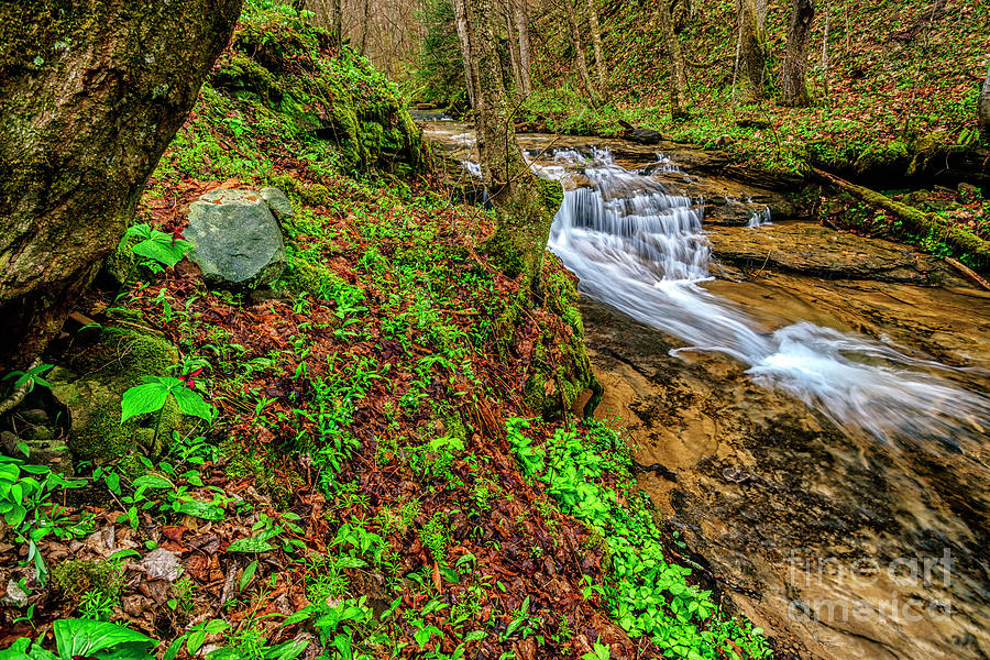 Trillium Waterfall Anthony Creek Photograph by Thomas R Fletcher