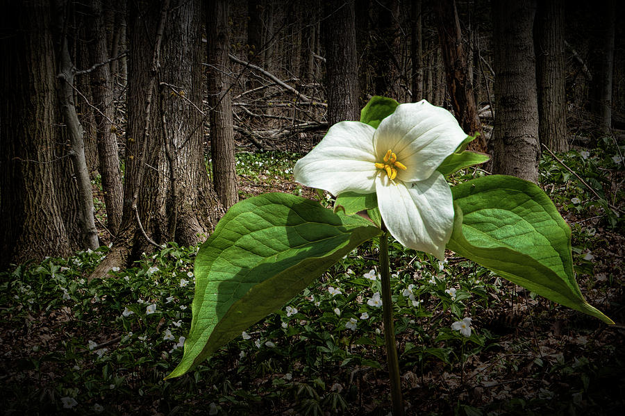 Trillium Wildflower Blooming in a Forest Photograph by Randall Nyhof