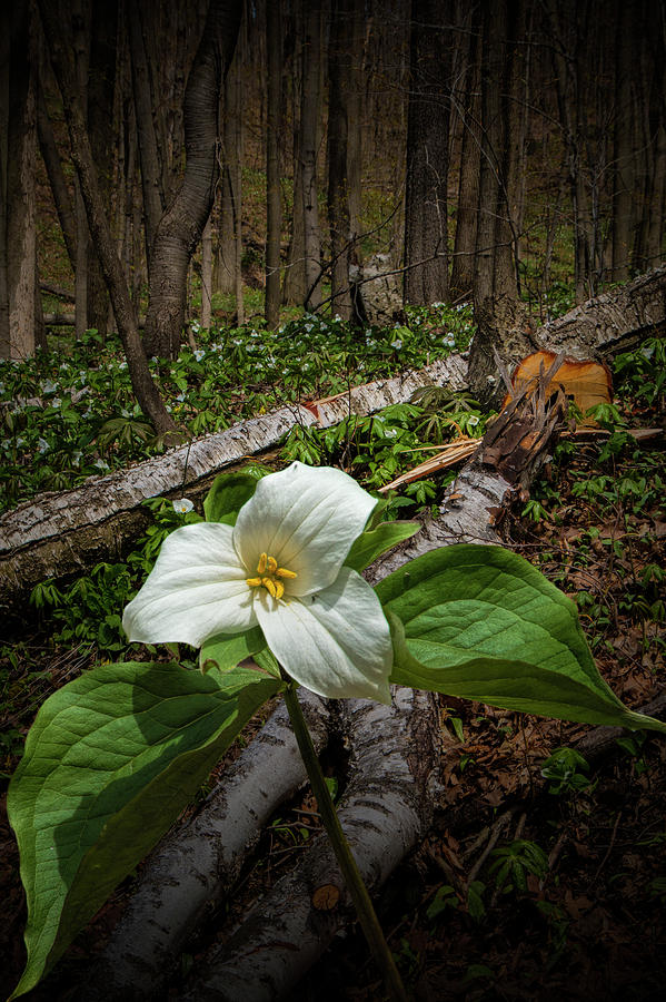 Trillium Wildflower by fallen Birch Tree Logs Photograph by Randall Nyhof