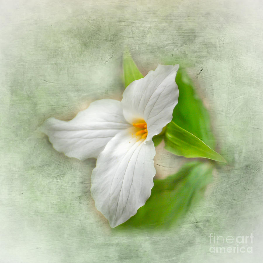Trillium Wildflower  Photograph by Kerri Farley