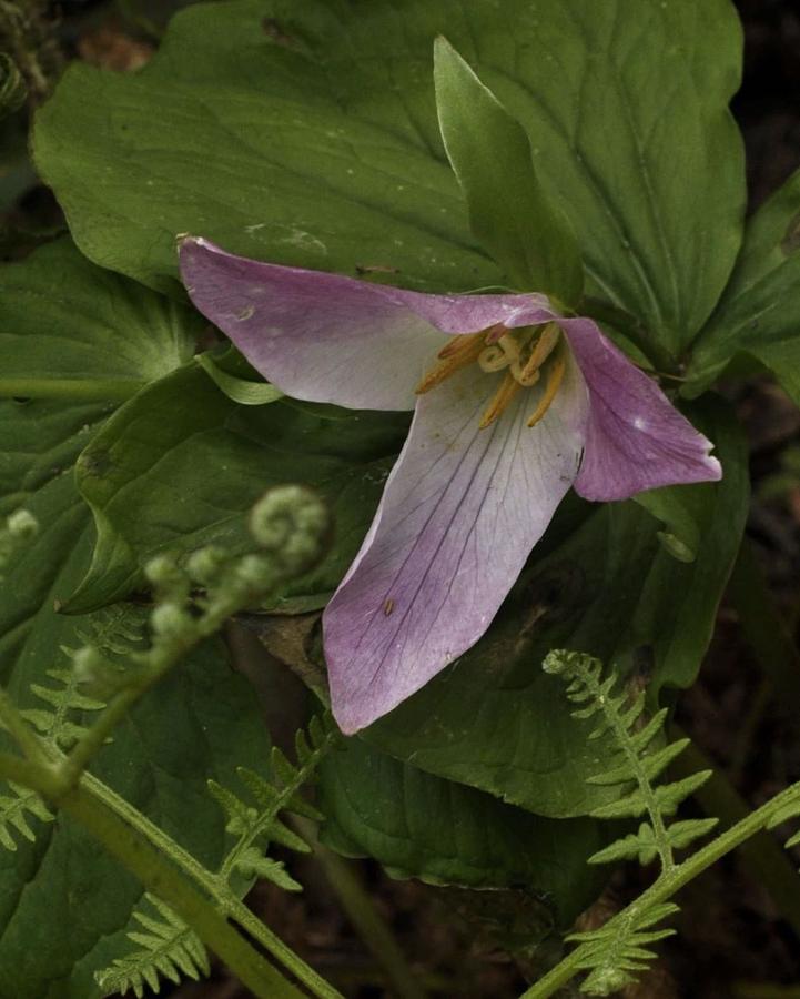 Trillium with Accents  Photograph by Charles Lucas