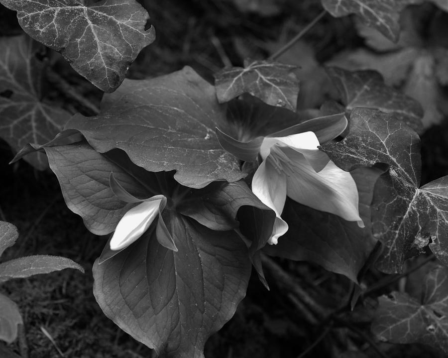 Trillium with Bud BW Photograph by Charles Lucas