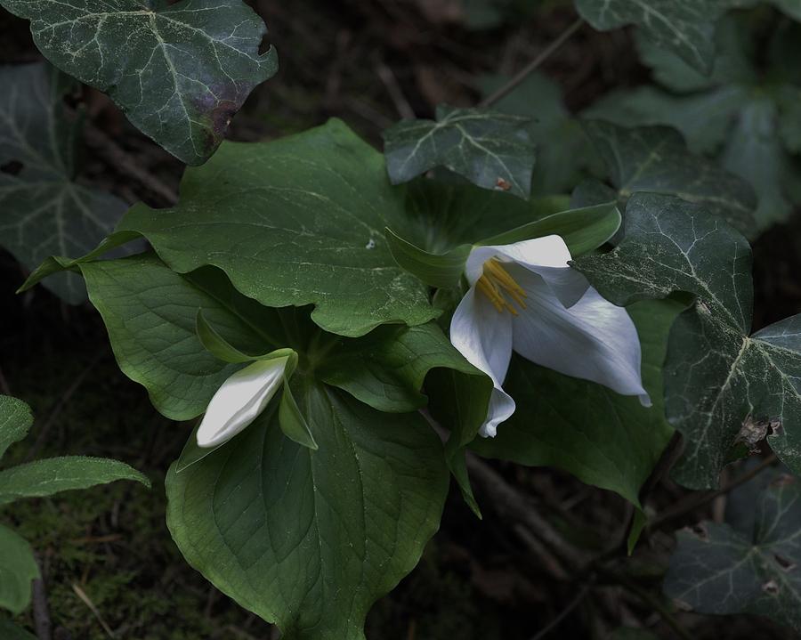Trillium with Bud Photograph by Charles Lucas