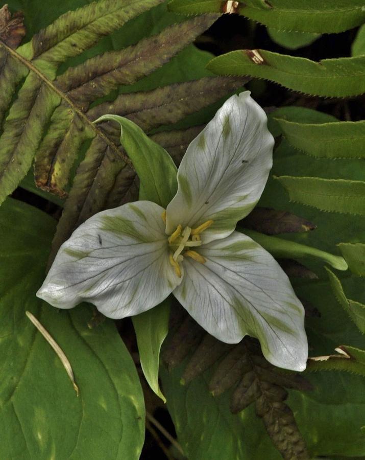 Trillium with rare green accents  Photograph by Charles Lucas