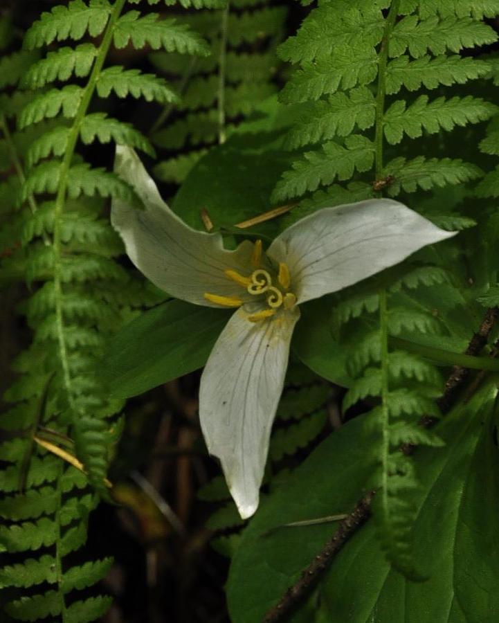 Trillium with Sword Fern  Photograph by Charles Lucas