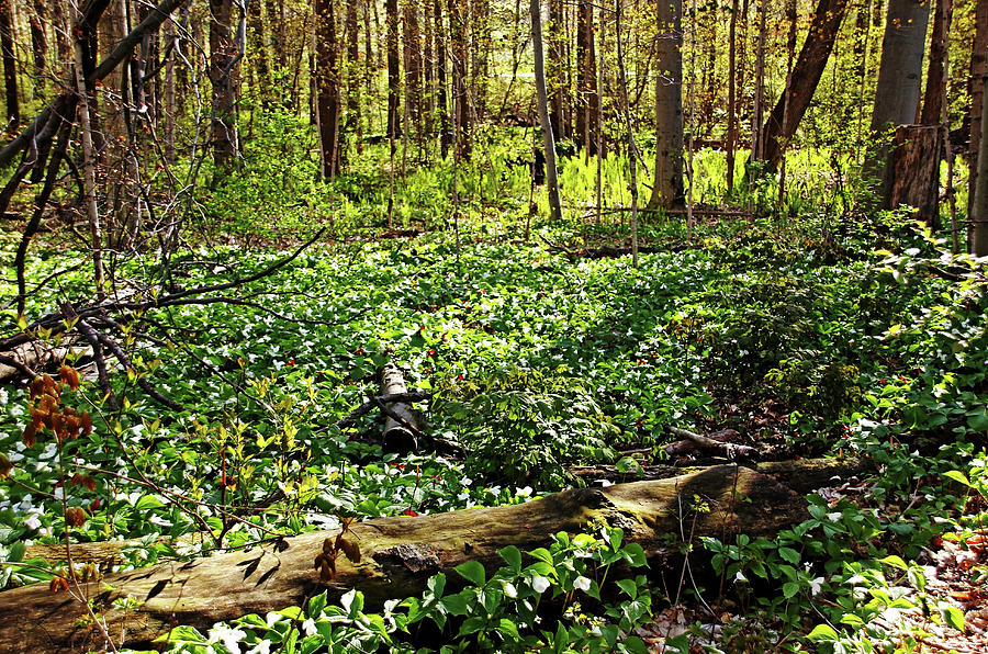 Trillium Woods Photograph by Debbie Oppermann