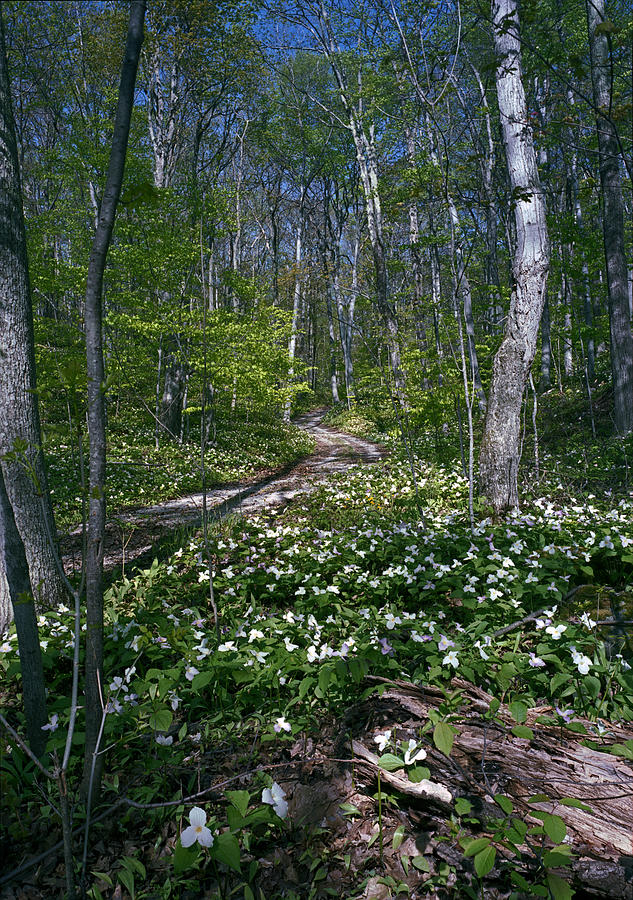 Trillium Woods No. 2 Photograph by Kris Rasmusson