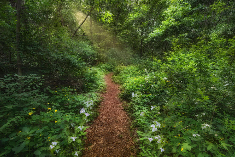 Trillium Woods Photograph by Robin-Lee Vieira