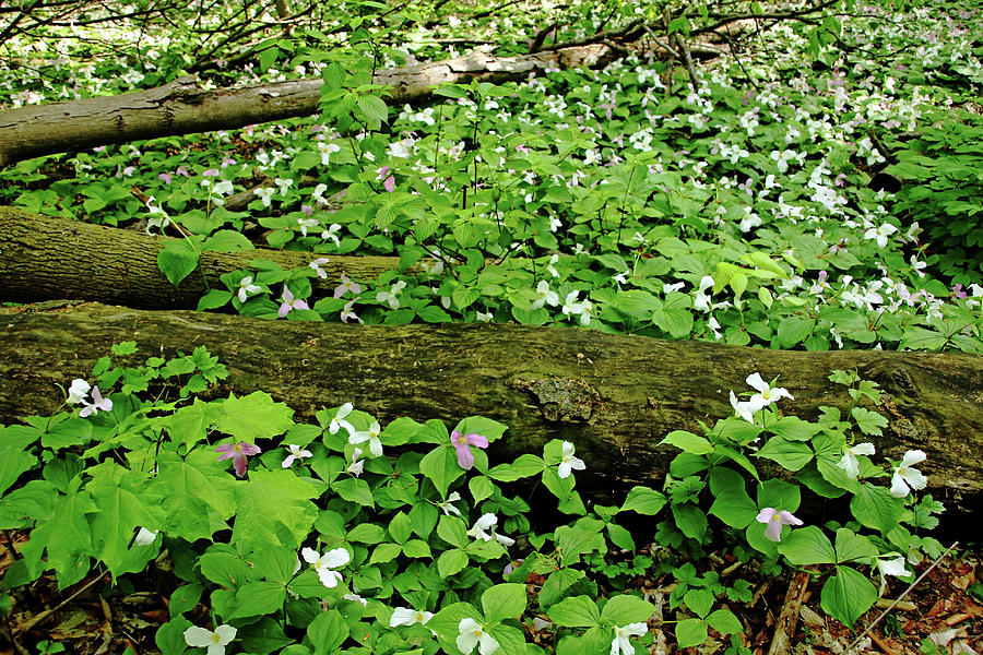 Trillium Woods V Photograph by Debbie Oppermann