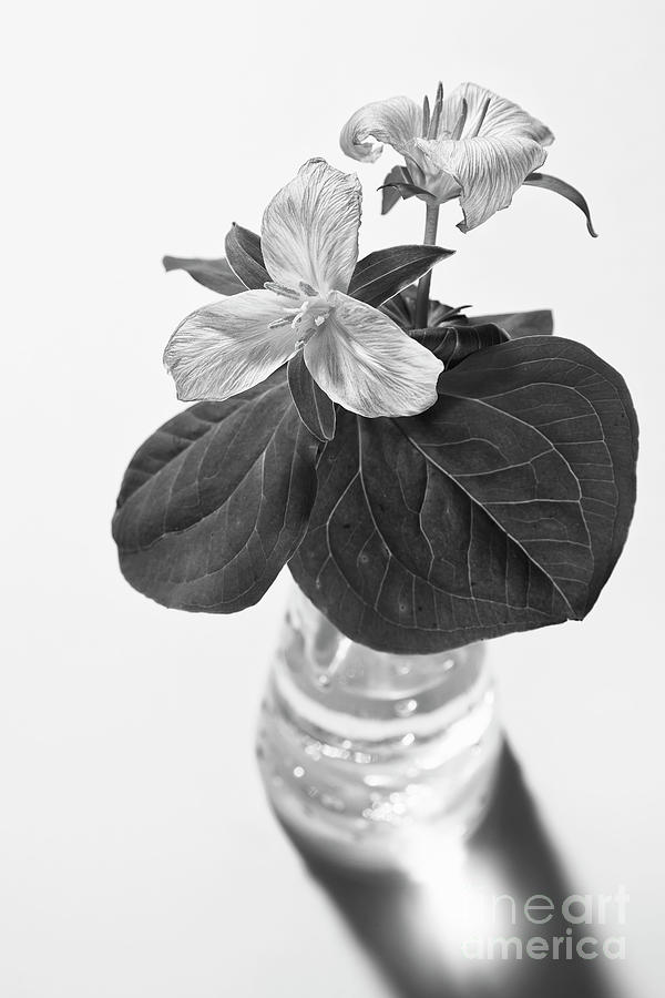 Trilliums In A Vase  Photograph by Masako Metz