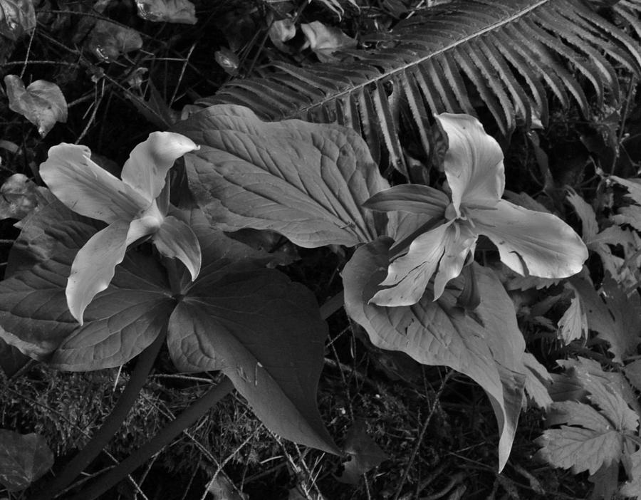 Trilliums in the Wild BW  Photograph by Charles Lucas