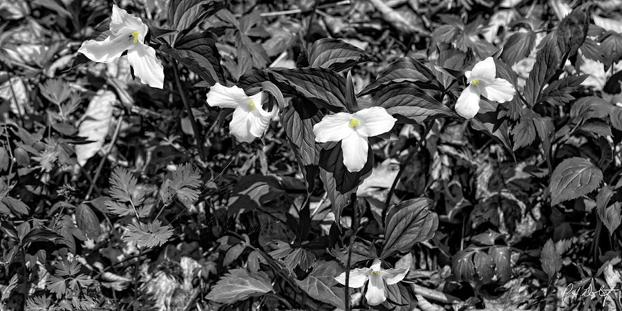 Trilliums On Black Foliage Photograph