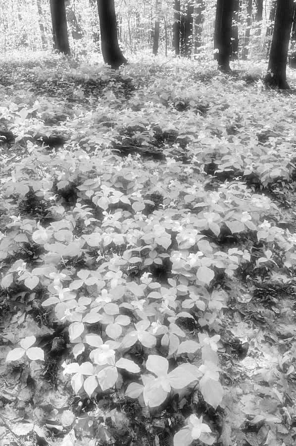 Trilliums On The Forest Floor BW Photograph by Lyle Crump