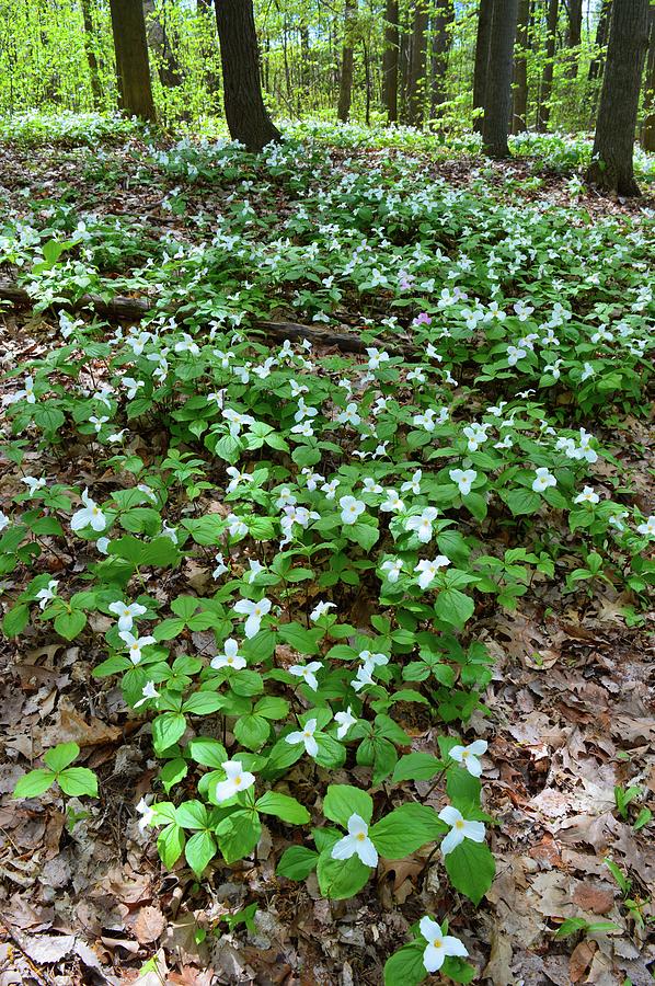 Trilliums On The Forest Floor  Photograph by Lyle Crump
