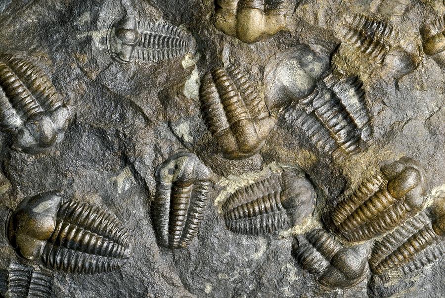 Prehistoric Photograph - Trilobite Fossils by Sinclair Stammers