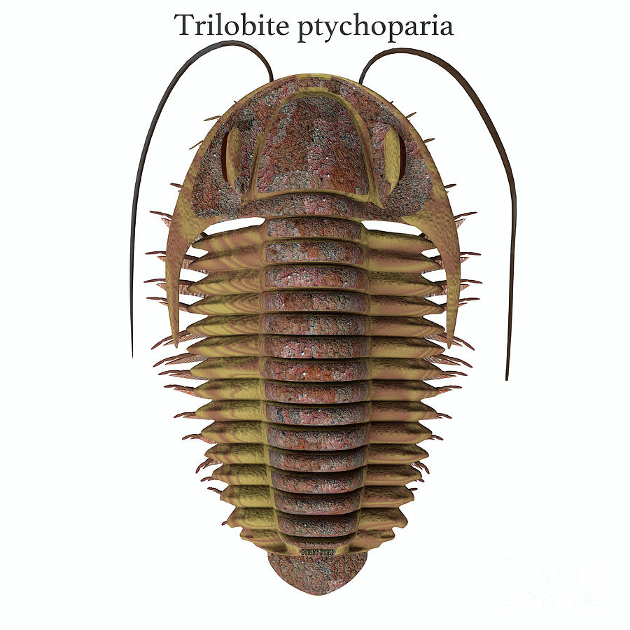 Prehistoric Digital Art - Trilobite ptychoparia and Font by Corey Ford