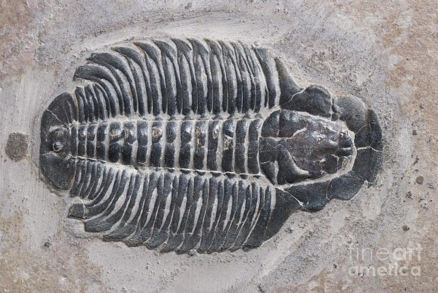 Trilobite Photograph by Robert J Erwin and Photo Researchers