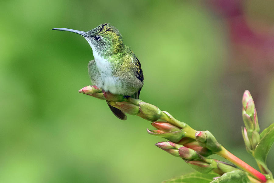 Trinidad Hummingbird Photograph by Nadia Sanowar