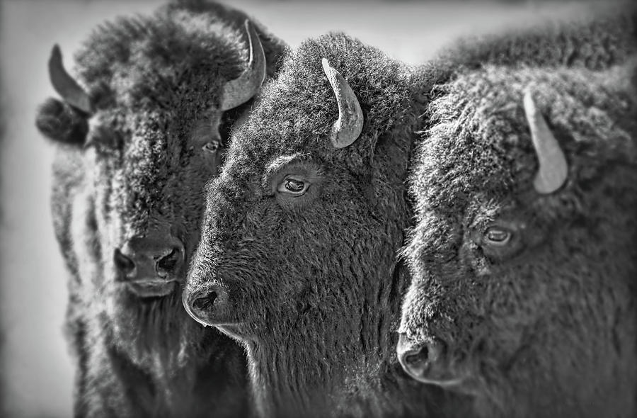 Trio American Bison Black and White Photograph by Jennie Marie Schell