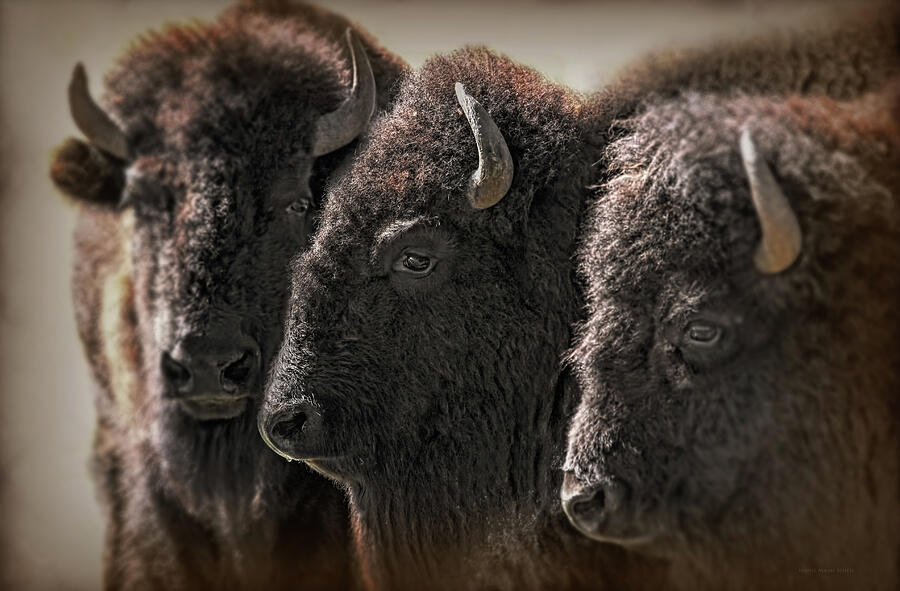 Yellowstone National Park Photograph - Trio American Bison by Jennie Marie Schell