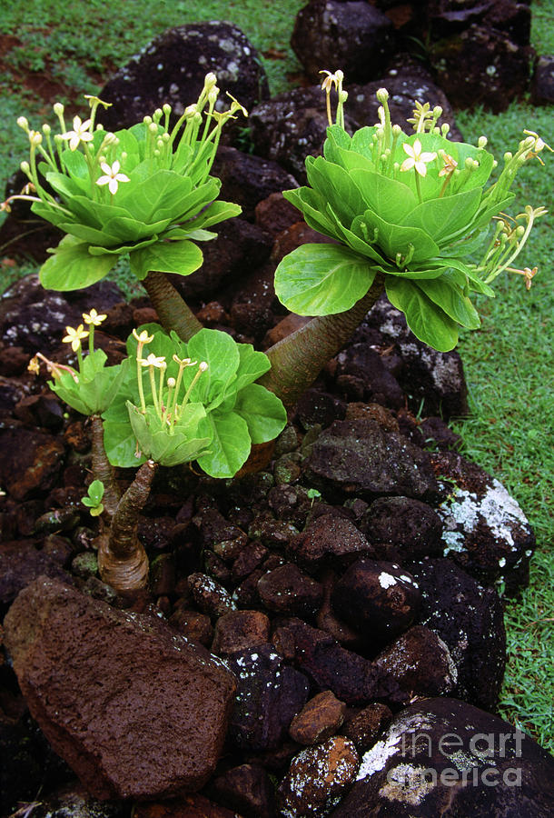Trio of Alula Plants- Limahuli Garden and Preserve- Kauai- Hawai Photograph by Rick Bures
