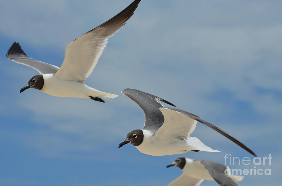 Trio of Black and White Laughing Gulls in the Sky Photograph by DejaVu ...