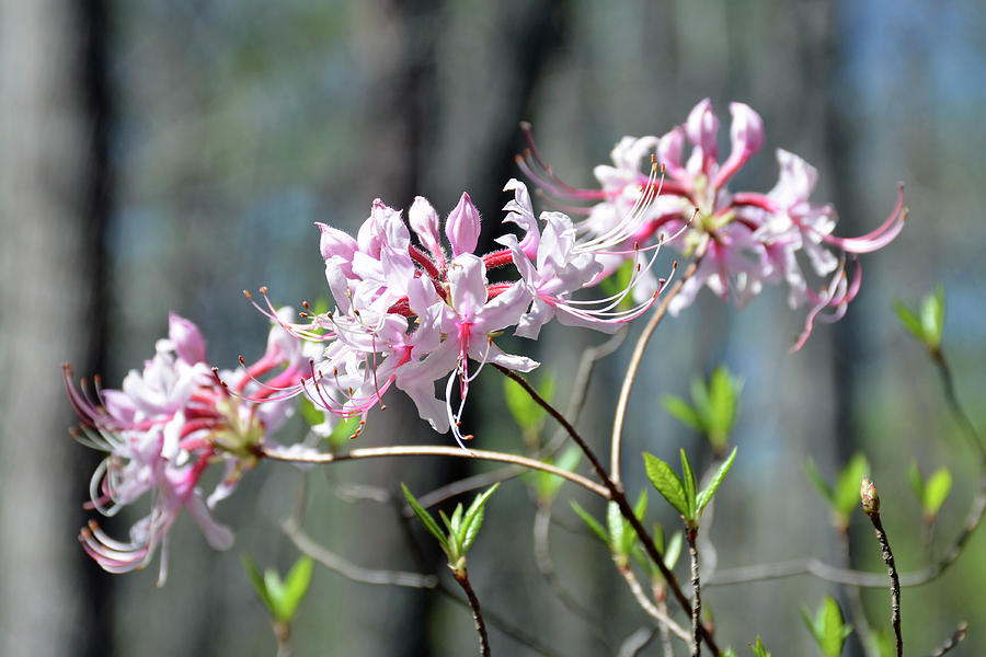 Trio of Blooming Rhododendron Flowers at Crowders Mountain State Park NC Photograph by Bruce Gourley