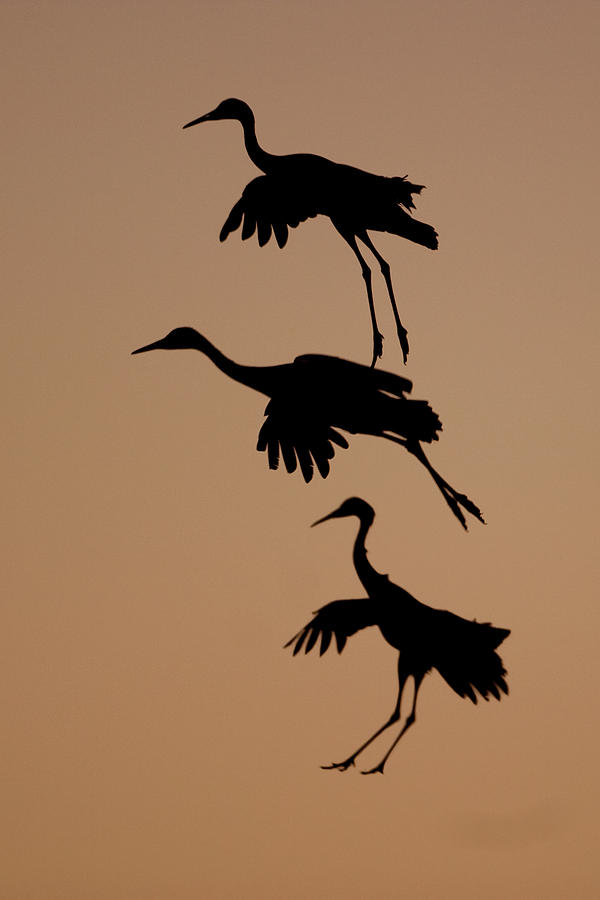 Trio of Cranes Photograph by Mark Miller