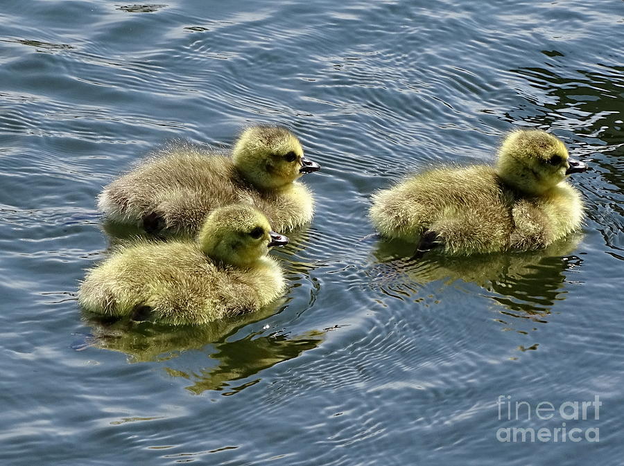 Trio Of Cygnets Photograph by Ed Weidman