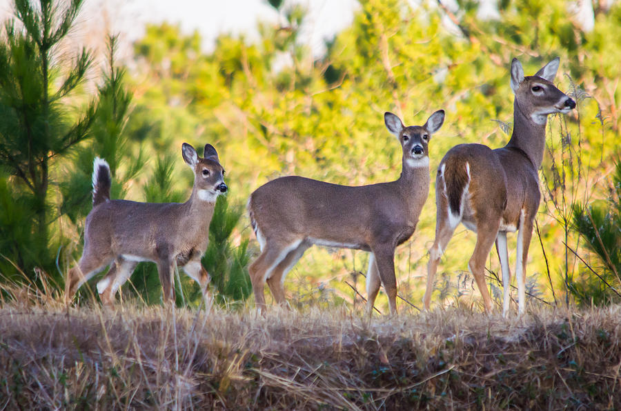 Trio of Deer Photograph by Parker Cunningham
