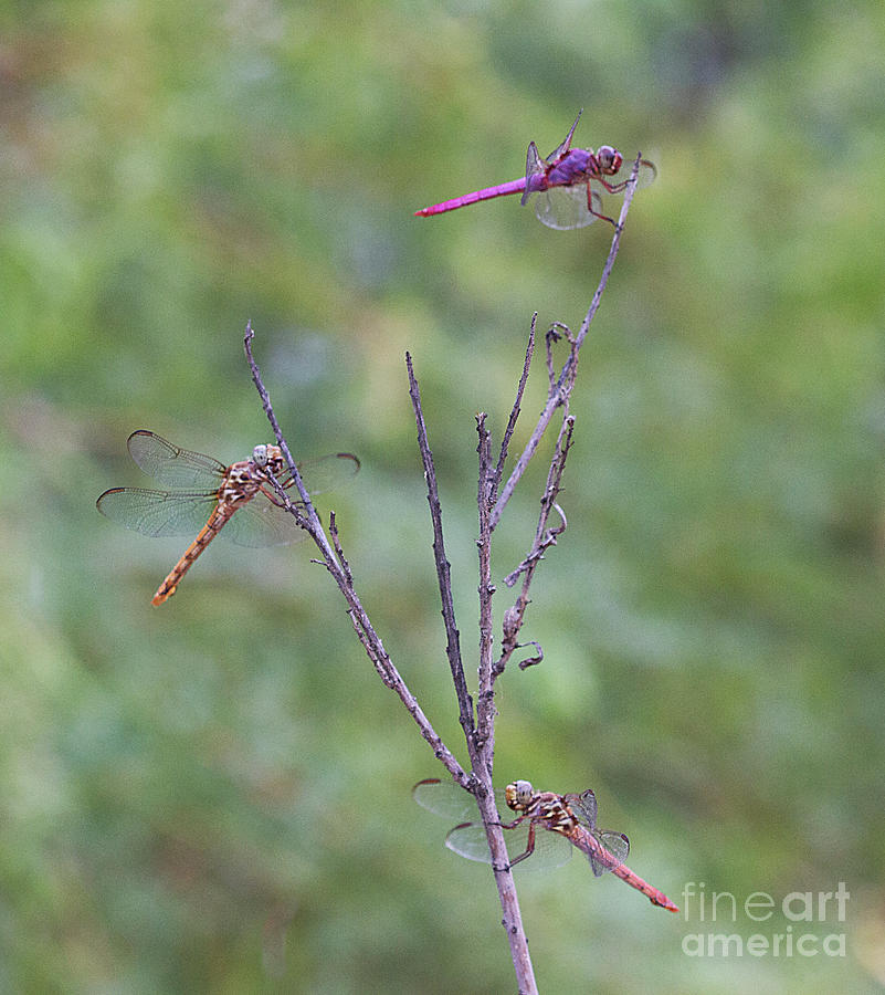 Insects Photograph - Trio of dragonflies by Ruth Jolly
