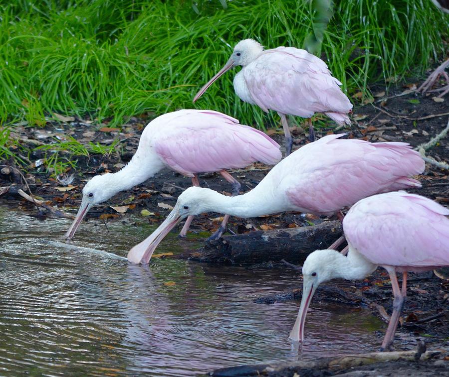Trio of Drinking Spoonbills Photograph by Richard Bryce and Family