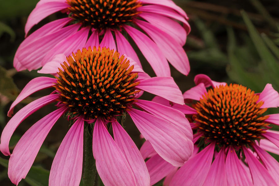 Trio of Echinacea Photograph by Jean Noren