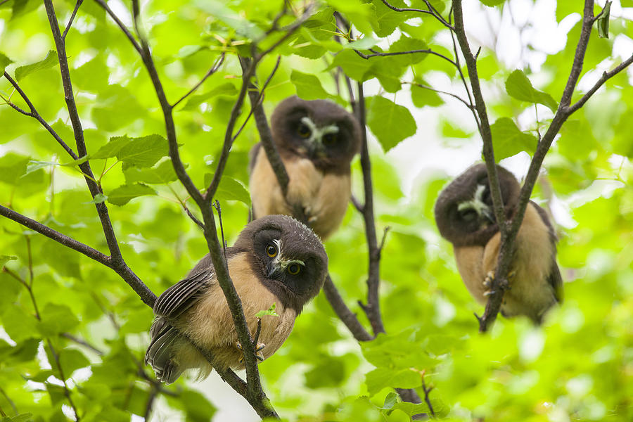 Anchorage Photograph - Trio of Fledglings by Tim Grams