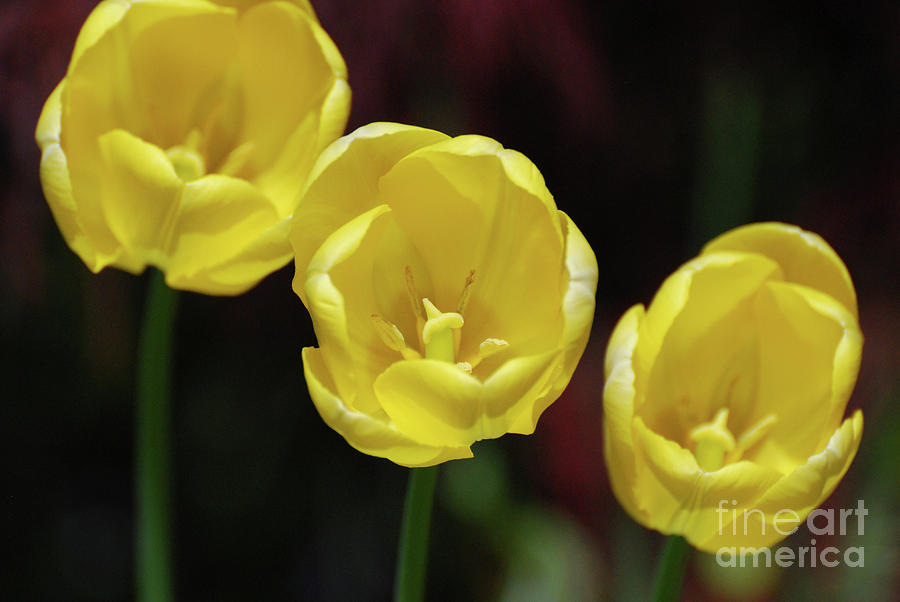 Trio of Flowering Yellow Tulips in the Spring Photograph by DejaVu Designs